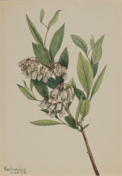 Arbusto de estaca (Pieris mariana) de Mary Vaux Walcott