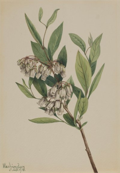 Stagger-Bush Pieris mariana, 1918. de Mary Vaux Walcott