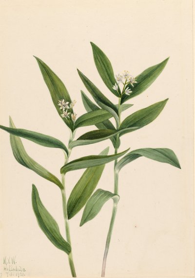 Salomão-estrela (Star Vagnera) de Mary Vaux Walcott