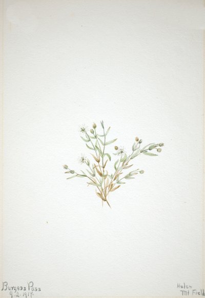 Stelleria leata, 1917. de Mary Vaux Walcott