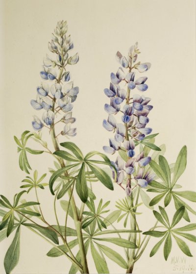 Sun Dial Lupine Lupinus perennis, 1919. de Mary Vaux Walcott
