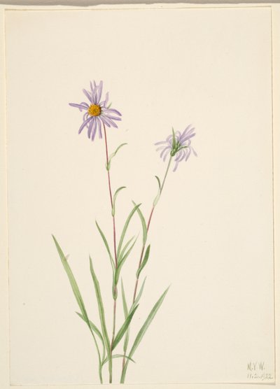 Aster do pântano (Aster paludosus) de Mary Vaux Walcott