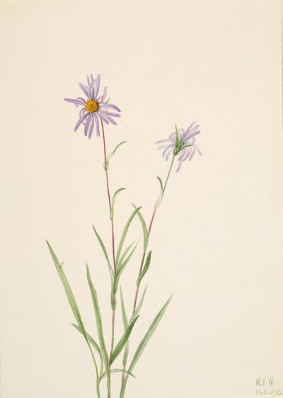 Aster Aster Paludosus do Pântano, 1922. de Mary Vaux Walcott