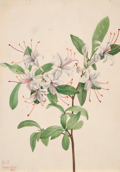 Doce Azalea Azalea arborescens, 1921. de Mary Vaux Walcott