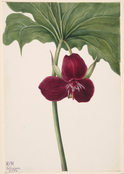 Trillium doce (Trillium vasyi) de Mary Vaux Walcott
