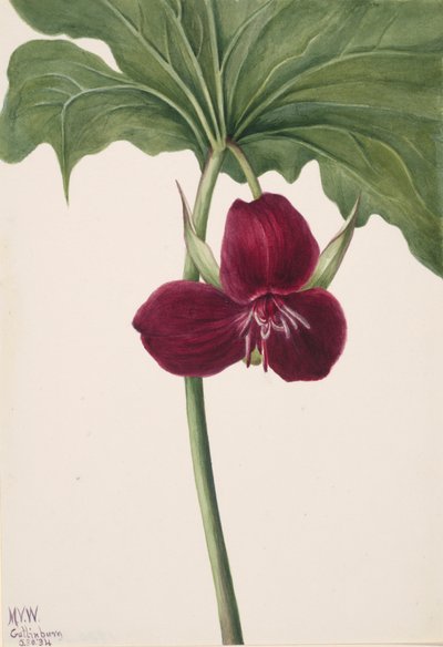 Sweet Trillium Trillium vasyi, 1934. de Mary Vaux Walcott