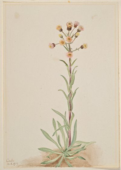 Erva-doce alta (Erigeron acris) de Mary Vaux Walcott