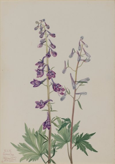 Larkspur alto (Delphinium elongatum) de Mary Vaux Walcott