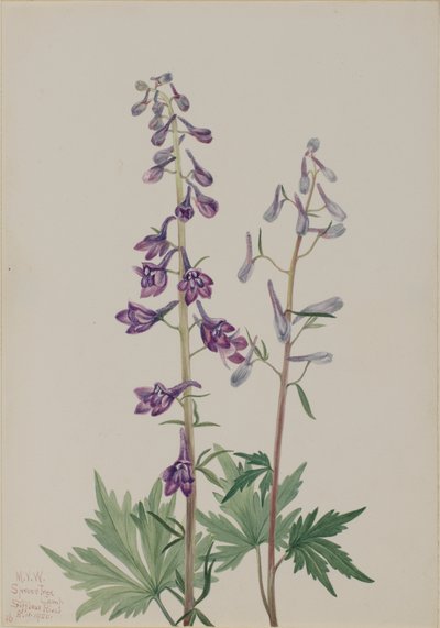 Alto Larkspur Delphinium elongatum, 1920. de Mary Vaux Walcott