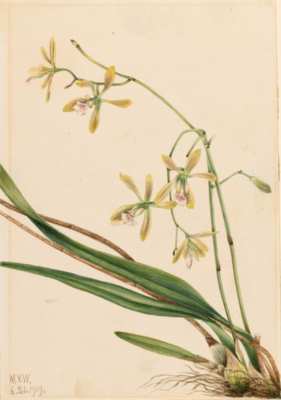 Epidendro de Tampa (Epidendrum tampense) de Mary Vaux Walcott