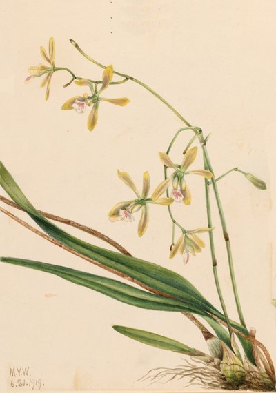 Epidendrum tampense Tampa, 1919 de Mary Vaux Walcott