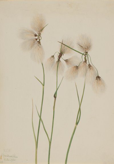 Tassel Cottongrass Eriophorum angustifolium, 1920. de Mary Vaux Walcott
