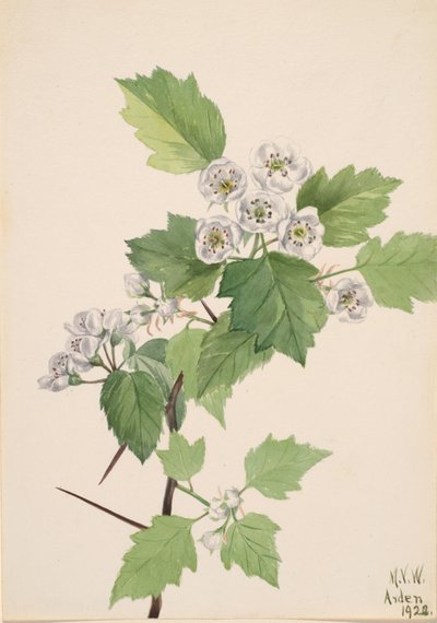 Thicket Hawthorn Crataegus coccinea, 1922. de Mary Vaux Walcott