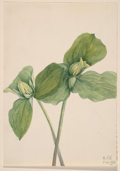 Trillium lagarta (Trillium sessile) de Mary Vaux Walcott