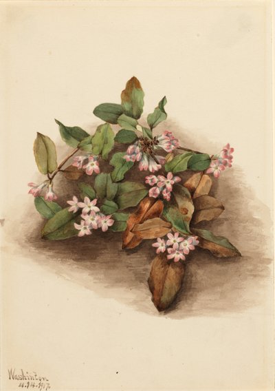 Arbutus (Epigaea repens) de Mary Vaux Walcott