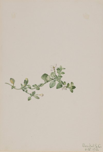 Houstonia (Houstonia procumbens) de Mary Vaux Walcott