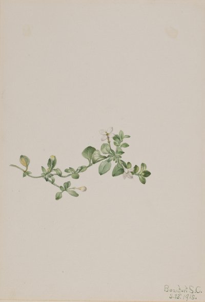 Trailing Houstonia Houstonia procumbens, 1918. de Mary Vaux Walcott