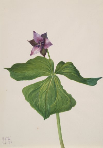 Trillium erectum, 1938. de Mary Vaux Walcott