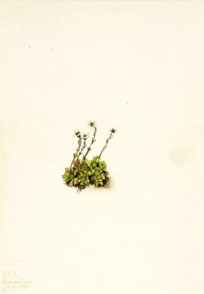 Tufted Saxifrage Saxifraga caespitosa, 1921. de Mary Vaux Walcott