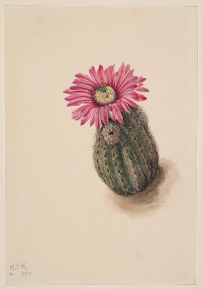 Cato cabeça de peru (Echinocerus perbellus) de Mary Vaux Walcott