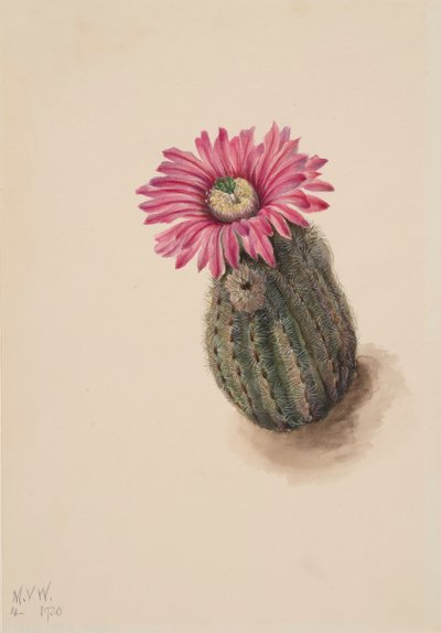Turkeyhead Cactus Echinocerus perbellus, 1930. de Mary Vaux Walcott