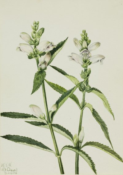Cabeça de tartaruga (Chelone glabra) de Mary Vaux Walcott