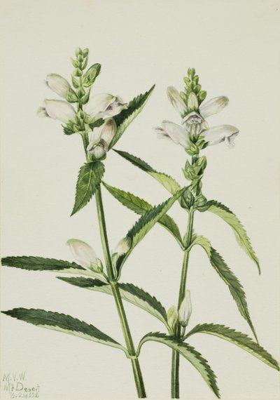 Cabeça de tartaruga Chelone glabra, 1926. de Mary Vaux Walcott