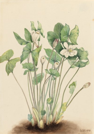 Twinleaf Jeffersonia diphylla, 1919. de Mary Vaux Walcott