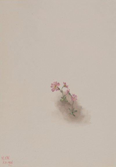 Sem título - Estudo de uma flor de Mary Vaux Walcott