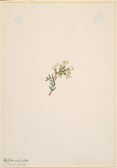 Sem título - Estudo de uma flor de Mary Vaux Walcott