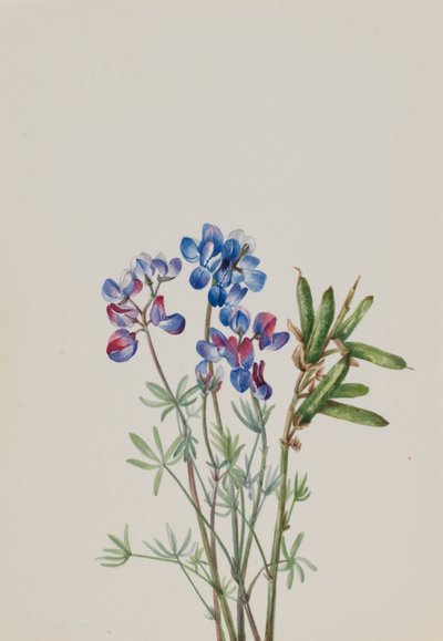 Sem título - Estudo de uma flor de Mary Vaux Walcott