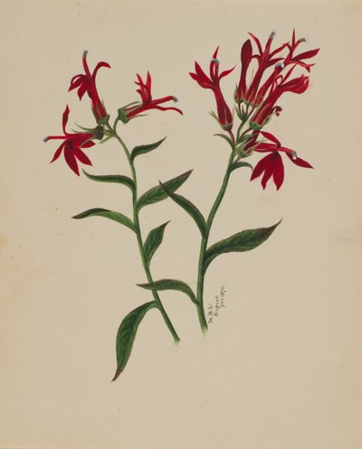 Untitled--Flower Study, 1876. de Mary Vaux Walcott