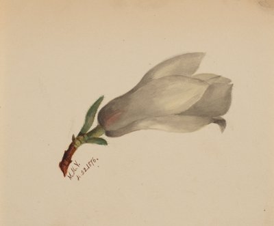 Sem título - Estudo de flores, 1876. de Mary Vaux Walcott