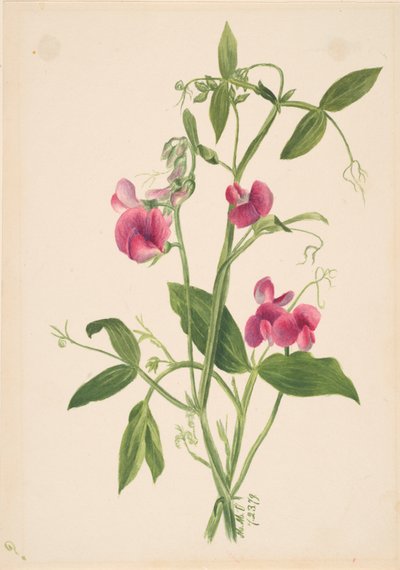 Sem título - Estudo de flores, 1879. de Mary Vaux Walcott