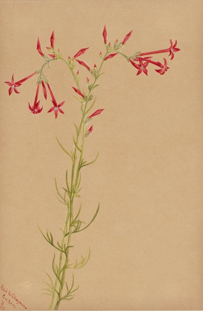 Untitled--Flower Study, 1883. de Mary Vaux Walcott