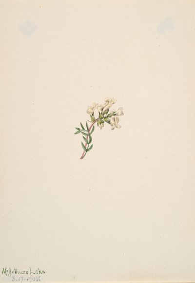 Sem título - Estudo de flores, 1905. de Mary Vaux Walcott