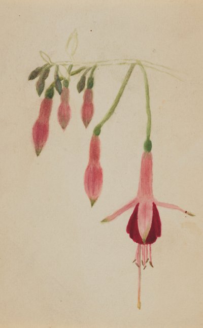 Estudo sem título... Flower Study, ca. 1872-1874. de Mary Vaux Walcott