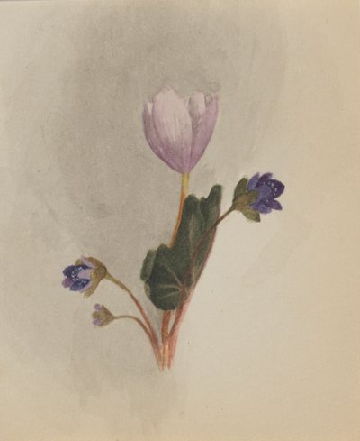 Sem título - Estudo de flores, ca. 1876. de Mary Vaux Walcott