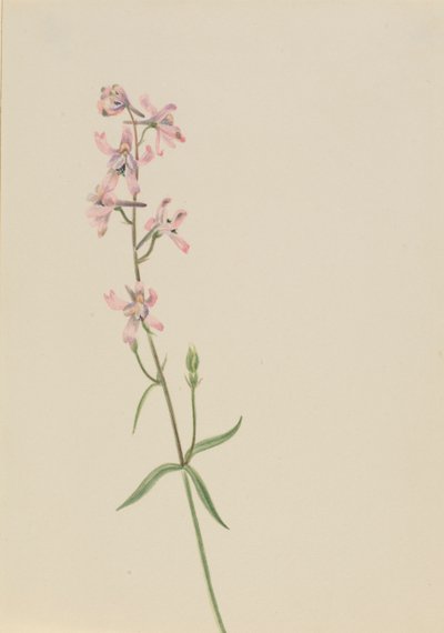 Estudo sem título... Flower Study, ca. 1900-1930. de Mary Vaux Walcott