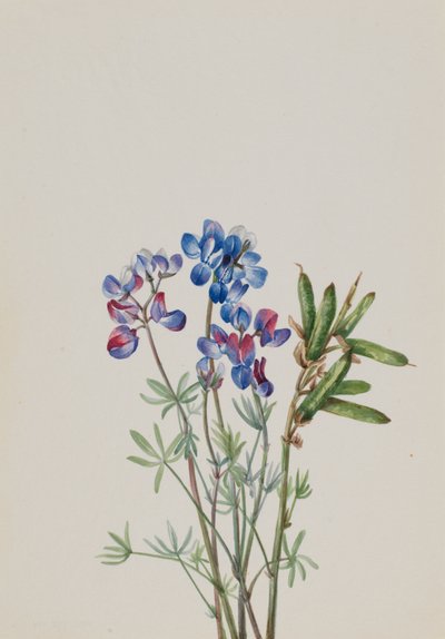 Sem título - Estudo de flores, ca. 1900-1930. de Mary Vaux Walcott