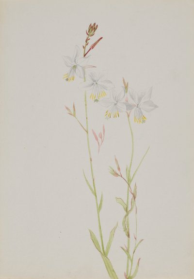 Untitled--Flower Study, n.d. de Mary Vaux Walcott