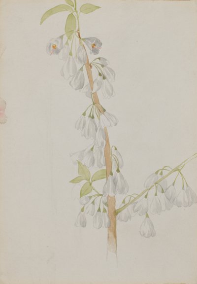 Sem título - Estudo de flores, s.d. de Mary Vaux Walcott