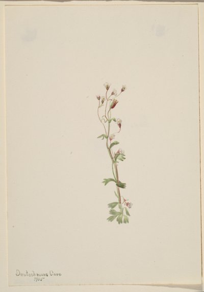Sem título - Estudo de plantas de Mary Vaux Walcott