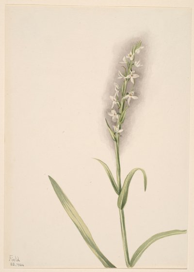 Sem título - Estudo de plantas de Mary Vaux Walcott