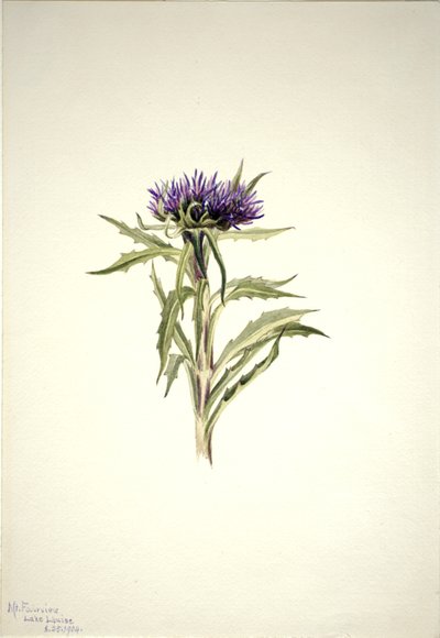 Sem título... Estudo das Plantas, 1904. de Mary Vaux Walcott