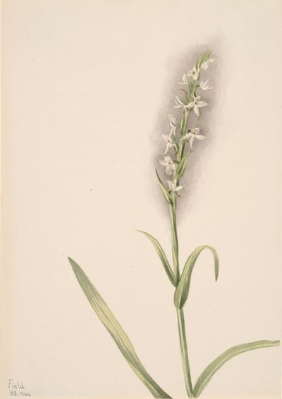 Sem título - Estudo de plantas, 1904. de Mary Vaux Walcott