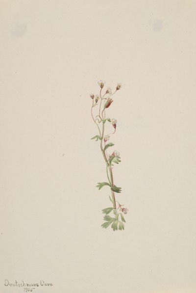 Sem título - Estudo de plantas, 1905. de Mary Vaux Walcott