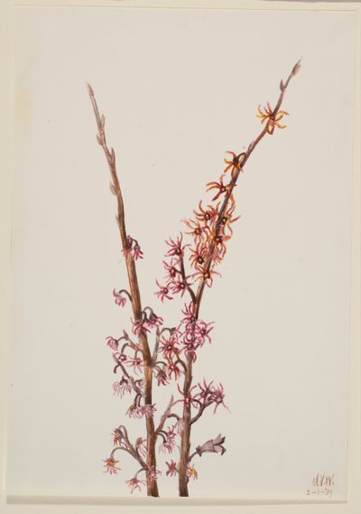 Sem título... Plant Study, 1939. de Mary Vaux Walcott
