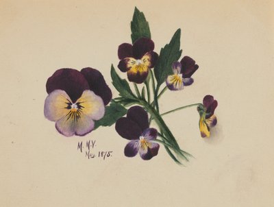 Sem título (Pansies) de Mary Vaux Walcott