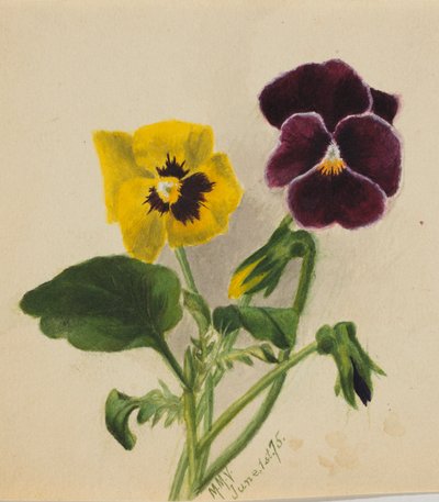 Sem título (Pansies) de Mary Vaux Walcott